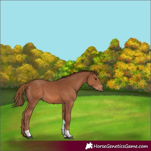 Horse Color:Chestnut Tobiano