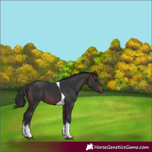 Horse Color:White Spotted Brown Tobiano 