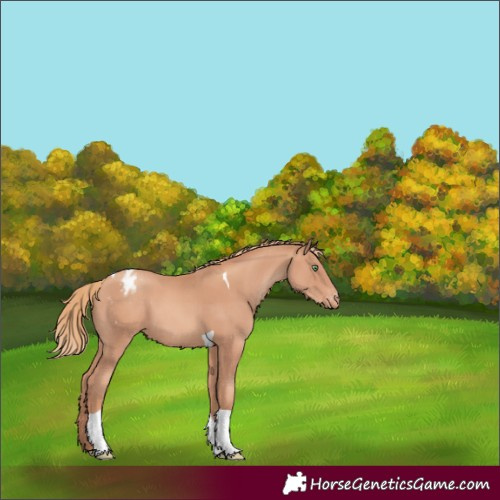 Horse Color:Gold Champagne Tobiano Varnish 