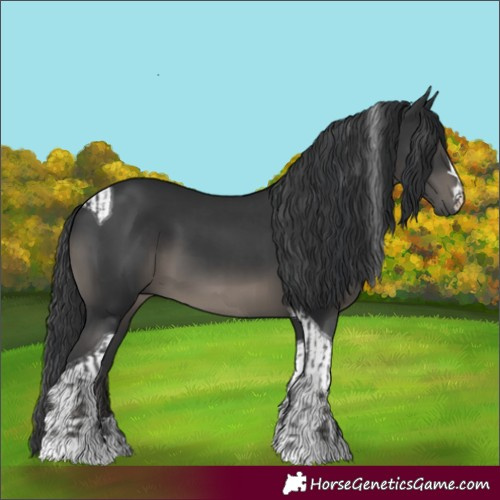 Horse Color:Black  and Black Tobiano 