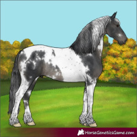 Horse Color:White Spotted Black Tobiano Rabicano 