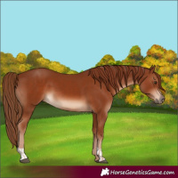 Horse Color:Chestnut  and Chestnut 