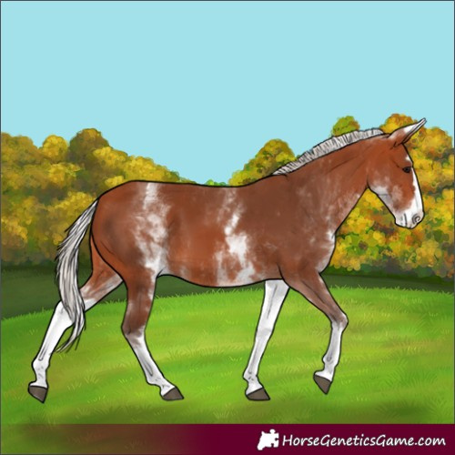 Horse Color:White Spotted Silver Bay Splash 