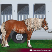 Horse Color:Chestnut  and Chestnut 