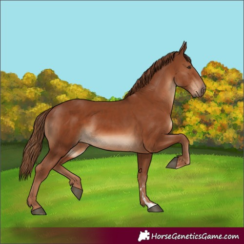 Horse Color:Chestnut  and Chestnut 