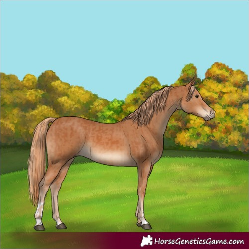 Horse Color:Chestnut  and Chestnut 