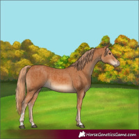 Horse Color:Chestnut and Chestnut