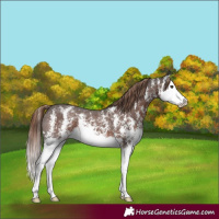 Horse Color:Liver Chestnut Sabino Splash Blanket 
