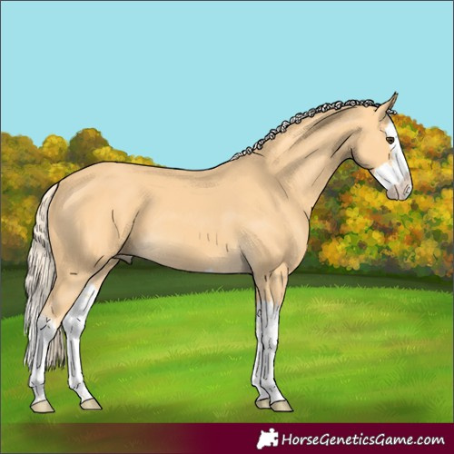 Horse Color:Palomino Splash 