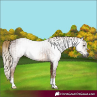 Horse Color:Gray Chestnut  and Gray Chestnut 