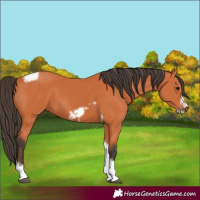 Horse Color:Bay Tobiano Frame 