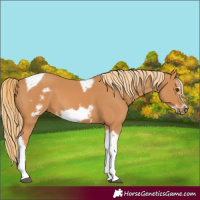Horse Color:Chestnut Tobiano Frame 