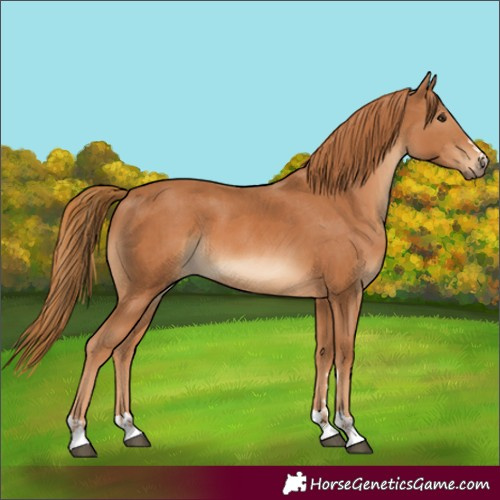 Horse Color:Chestnut  and Chestnut 