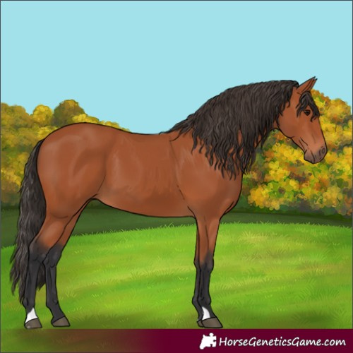 Horse Color:Bay 
