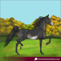 Horse Color:Black  and Black Frame 