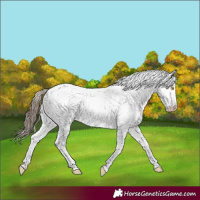 Horse Color:Sable Champagne Appaloosa