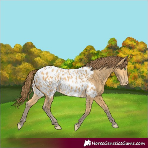 Horse Color:Amber Cream Champagne Appaloosa