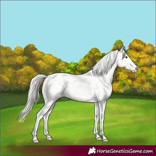 Horse Color:Palomino Dun Splash Tobiano Appaloosa 