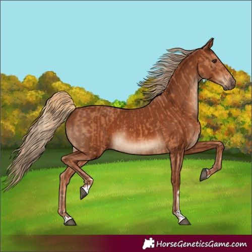 Horse Color:Chestnut  and Chestnut 