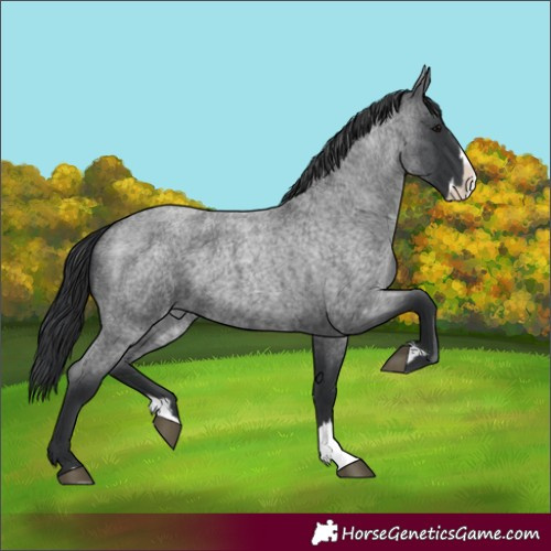 Horse Color:Blue Roan Splash 