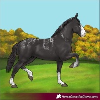 Horse Color:Powder White Smoky Black Sabino 