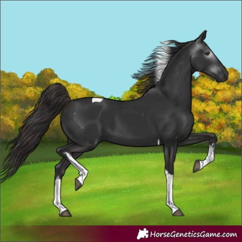 Horse Color:Gray White Spotted Liver Chestnut Tobiano