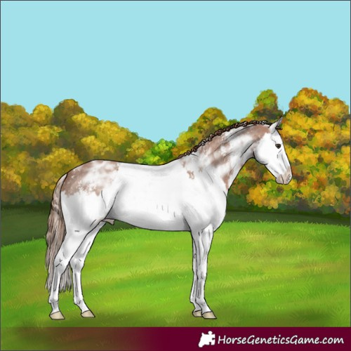 Horse Color:Chestnut Ice Sabino Splash 