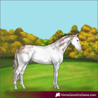 Horse Color:Chestnut Ice Sabino Splash