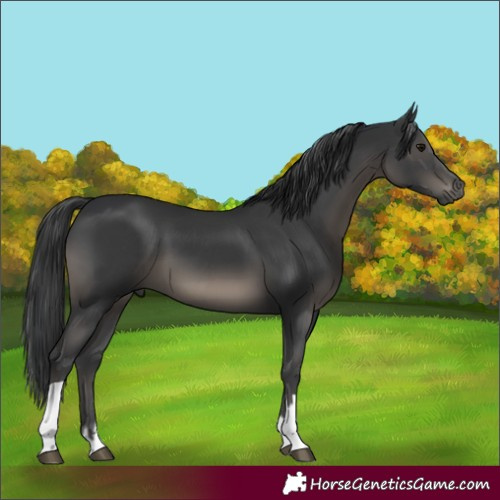 Horse Color:Black  and Black 