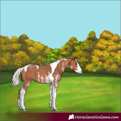 Horse Color:Silver Bay Sabino Tobiano