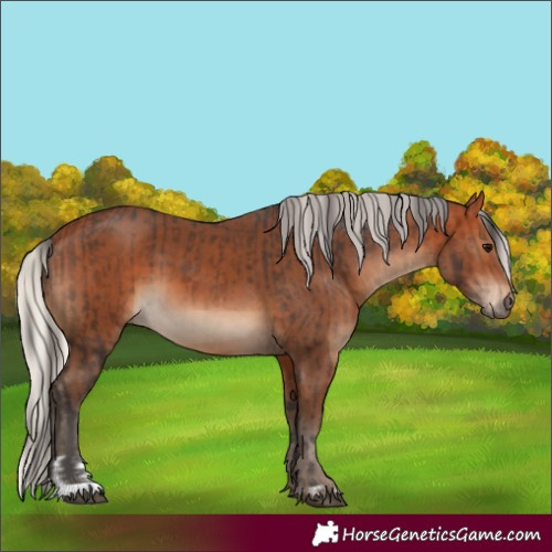 Horse Color:Bay  and Silver Bay 