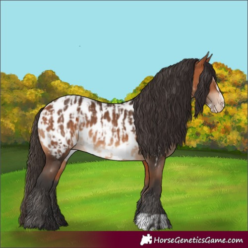 Horse Color:Bay Appaloosa  and Bay Frame Appaloosa 