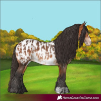 Horse Color:Bay Appaloosa  and Bay Frame Appaloosa 