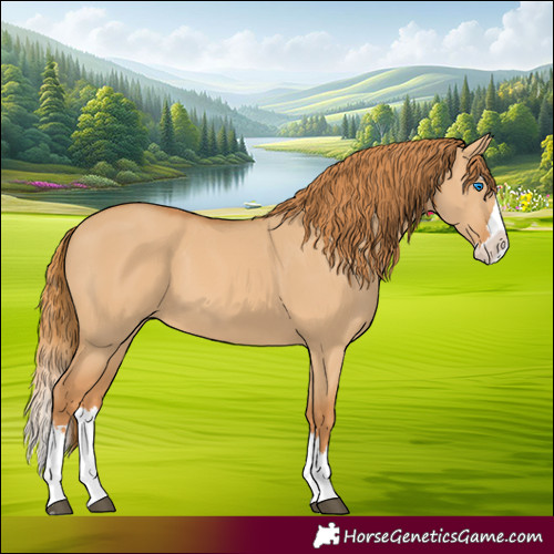 Horse Color:Red Dun Splash