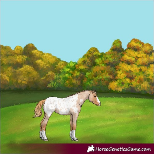 Horse Color:Red Roan Appaloosa
