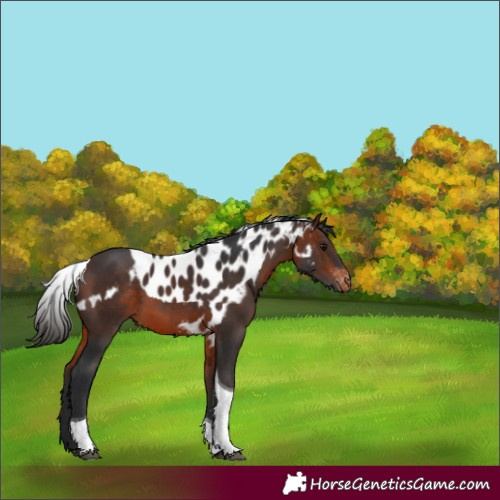 Horse Color:Bay Tobiano Skewed LP Spotted 