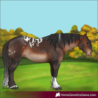 Horse Color:Brown Tobiano Skewed Appaloosa 
