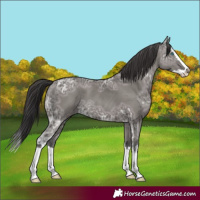 Horse Color:Smoky Grullo Ice Splash 