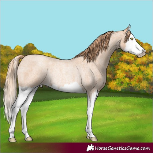 Horse Color:Gold Champagne Roan Splash Rabicano 