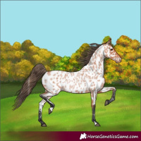 Horse Color:Bay Roan Near Leopard