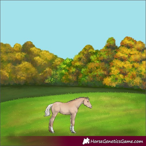 Horse Color:Silver Classic Champagne Tobiano