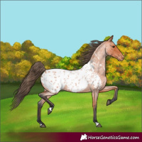 Horse Color:Bay Roan Near Leopard 