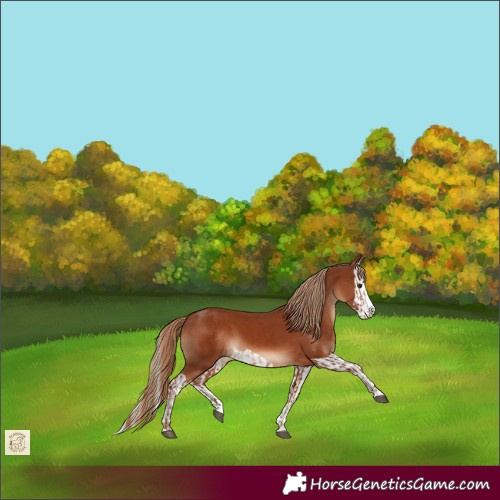 Horse Color:Chestnut Splash and Chestnut Splash