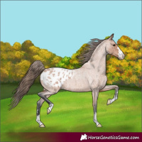 Horse Color:Bay Roan Appaloosa