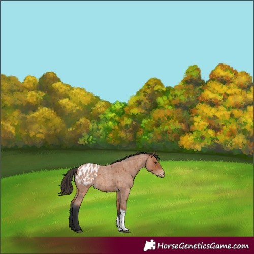 Horse Color:Bay Roan Tobiano Appaloosa 