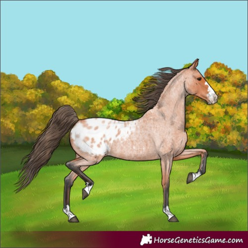 Horse Color:Bay Roan Appaloosa 