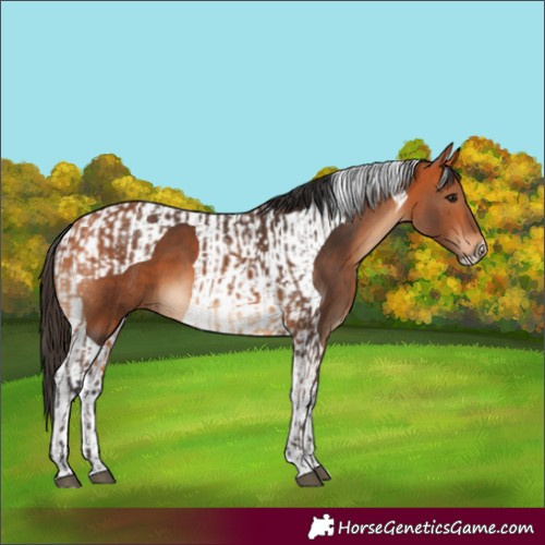 Horse Color:Bay and Bay Tobiano