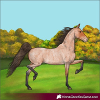 Horse Color:Bay Roan Varnish