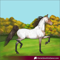 Horse Color:Bay Roan Appaloosa