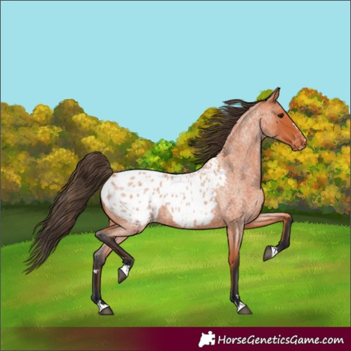 Horse Color:Bay Roan Appaloosa